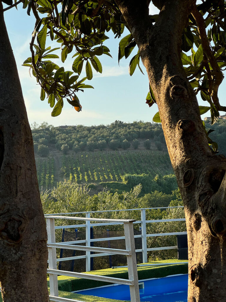 Vista sui vigneti biologici di Tinti Chianti incorniciata dagli alberi del giardino, con la piscina e le colline della Val d'Elsa sullo sfondo
